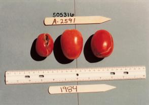 Click for 1 image(s) for this accession. FRUIT